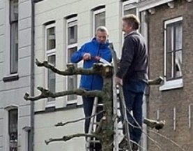 Markante bomen in Schiedam-Noord