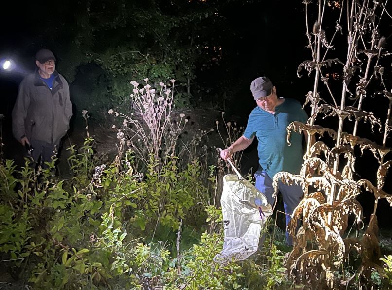 Nachtvlinderen bij natuurcentrum de Boshoek