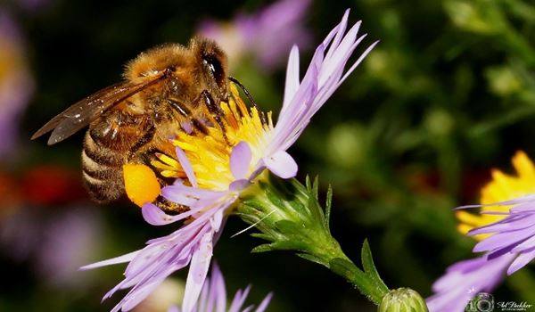 Over bezige bijen en over darren die doodgaan