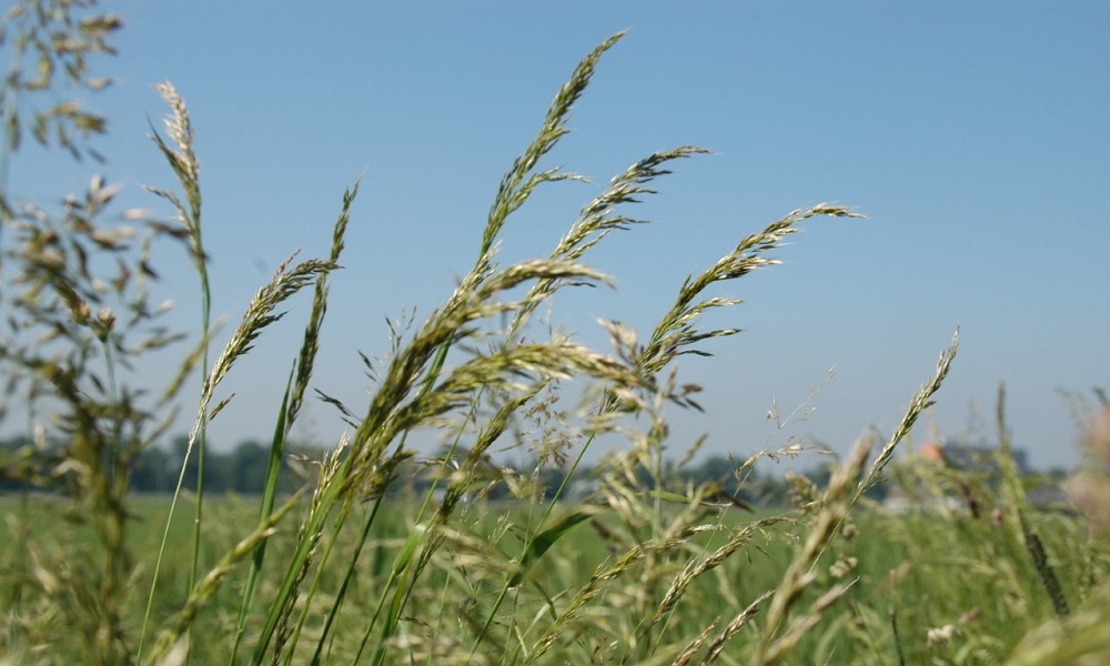 Grassen beter bekijken
