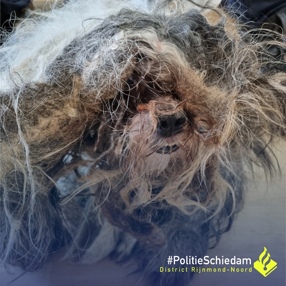 Politie redt zeer verwaarloosde hond uit vervuilde woning