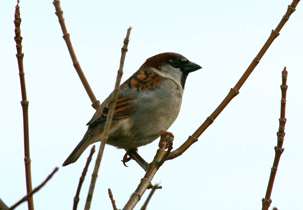 Hoe gaan huismussen met elkaar om?