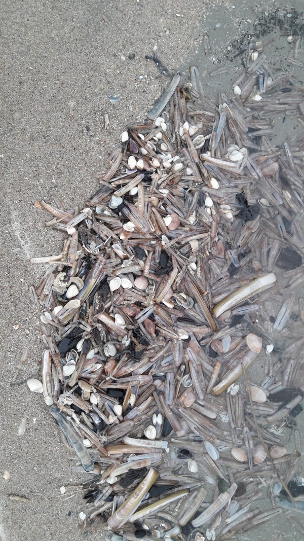 Nationale schelpenteldag ook in Monster