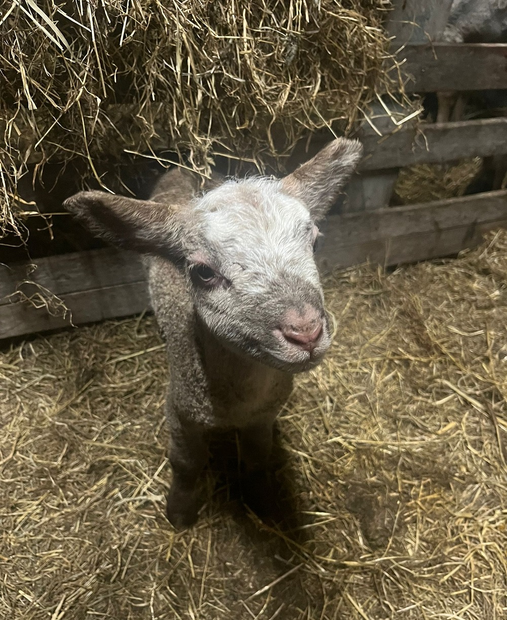 Lammetjesdag op de Adrianushoeve