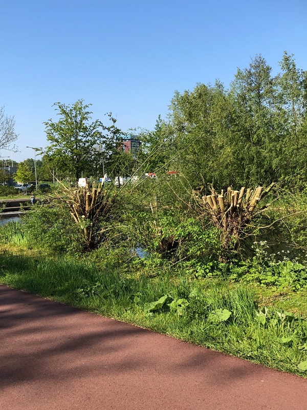'Wilgen knotten tijdens broedseizoen moet onmiddellijk stoppen'