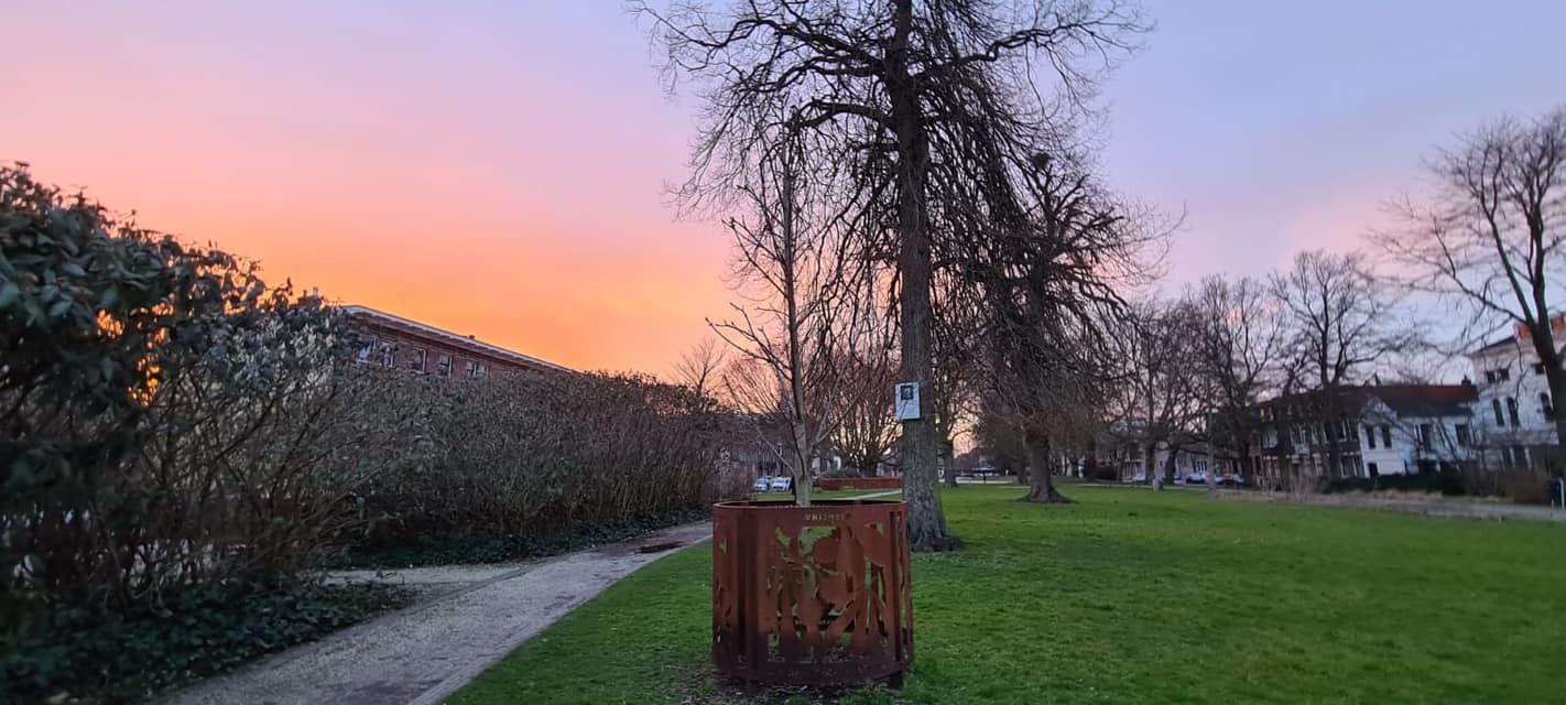 De Plantage krijgt een boom die wel duizend jaar oud kan worden