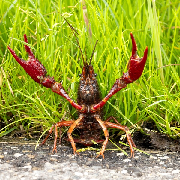 'Vang Amerikaans rivierkreeften actief af' 