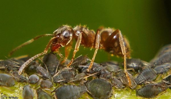 Bladluizen worden 'gemolken' door mieren