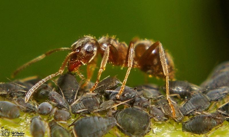 Bladluizen worden 'gemolken' door mieren