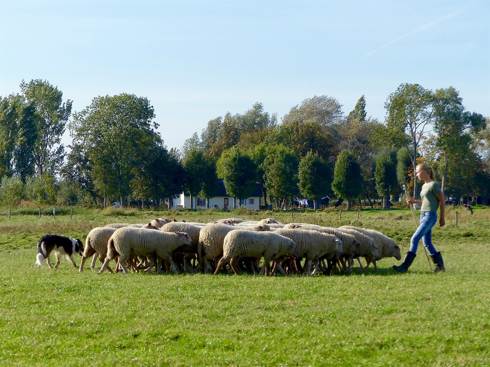 Boerenoogstfeest op de Adrianushoeve