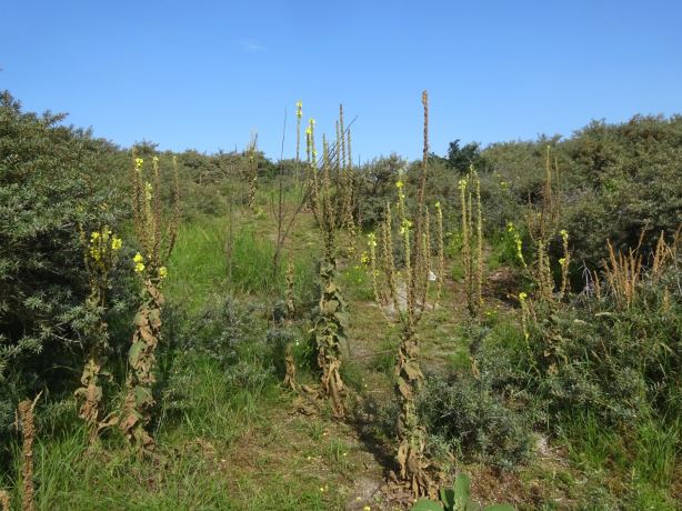 Struinen in de duinen van Hoek van Holland