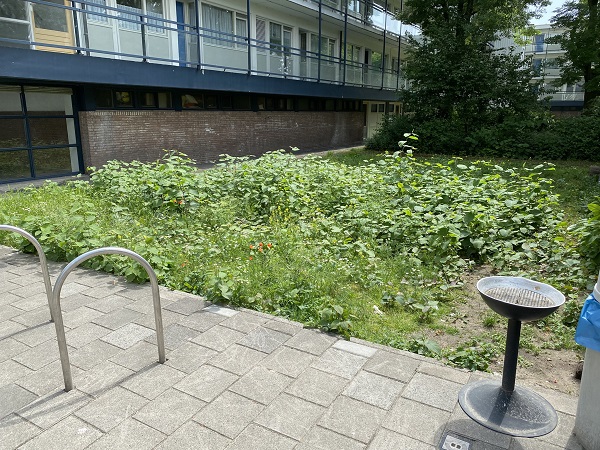 Japanse duizendknoop moet bestreden worden in Nieuwland