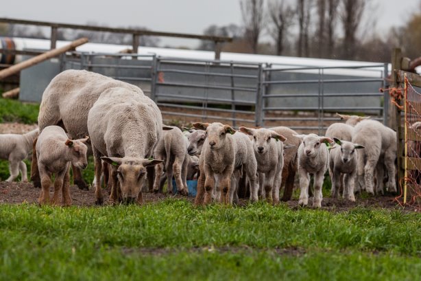 Lammetjesdag Schaapskudde Vockestaert