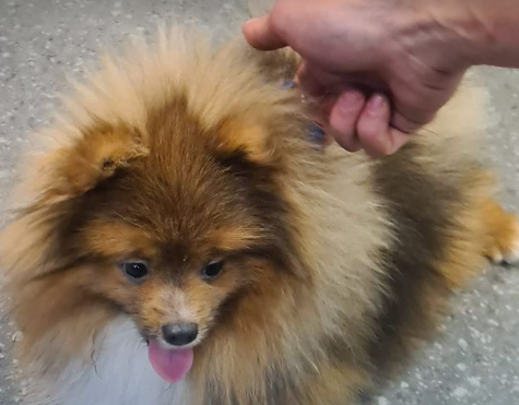 Politie is op zoek naar eigenaar van dit hondje