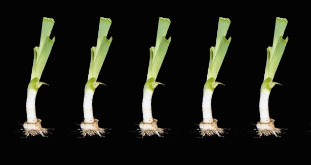 “Het zaadje is geplant. Alles groeit. Niets is blijvend”