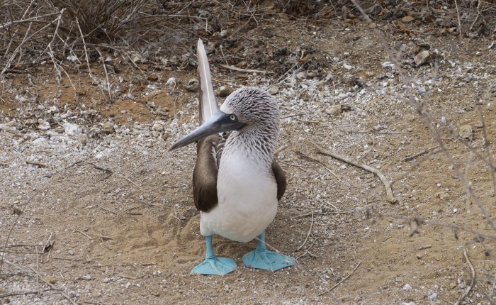 Verrassende ontmoetingen op de Galapagoseilanden