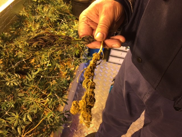 Hennepkwekerij aangetroffen in Schiedam West; 4 verdachten aangehouden