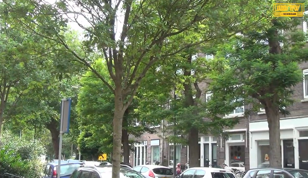 Bewoners teleurgesteld over info-avond bomenkap