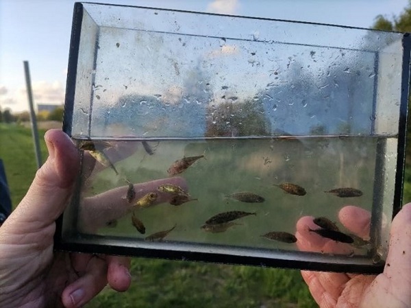 Over inventarisatie van vissoorten