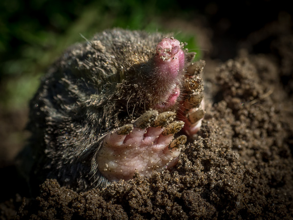 'Lezing mollen' en 'op zoek naar insecten in Natuurcafé' 
