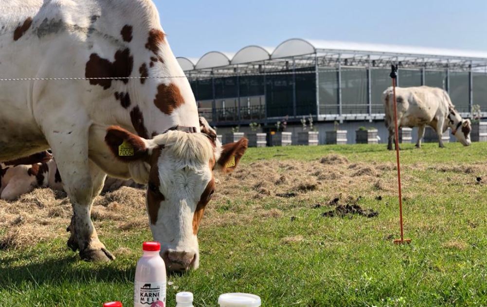 Op drijvende boerderij leveren 33 koeien 700 liter melk per dag