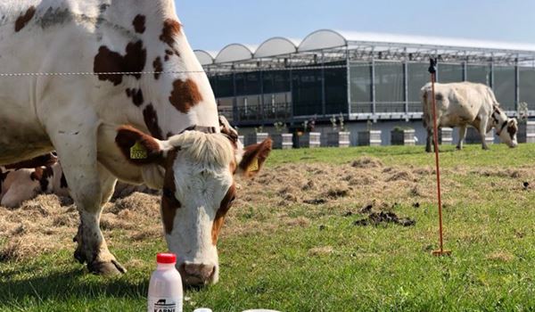 Op drijvende boerderij leveren 33 koeien 700 liter melk per dag