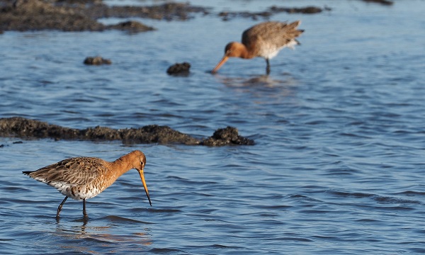 Grutto's weten het Kraaiennest te vinden