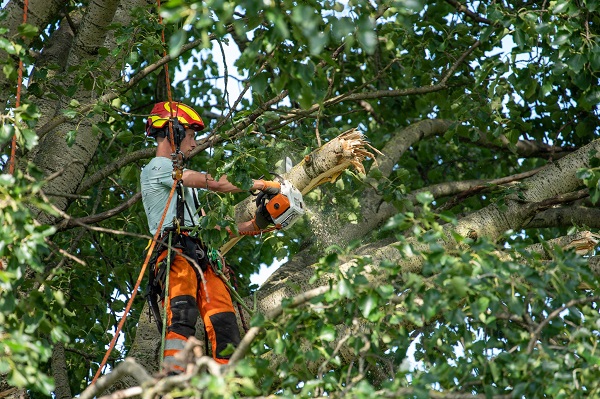 Bomenklimmer krijgt veel bekijks in Kethel