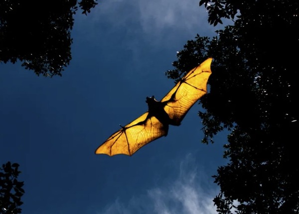 Nacht van de vleermuis in Delft