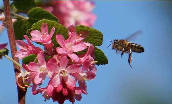 Hoe gaat het met de bij, de hommel en de zweefvlieg?