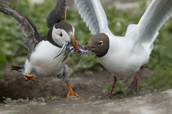 Nieuwe expositie met prachtige foto's van vogels in De Wissel 