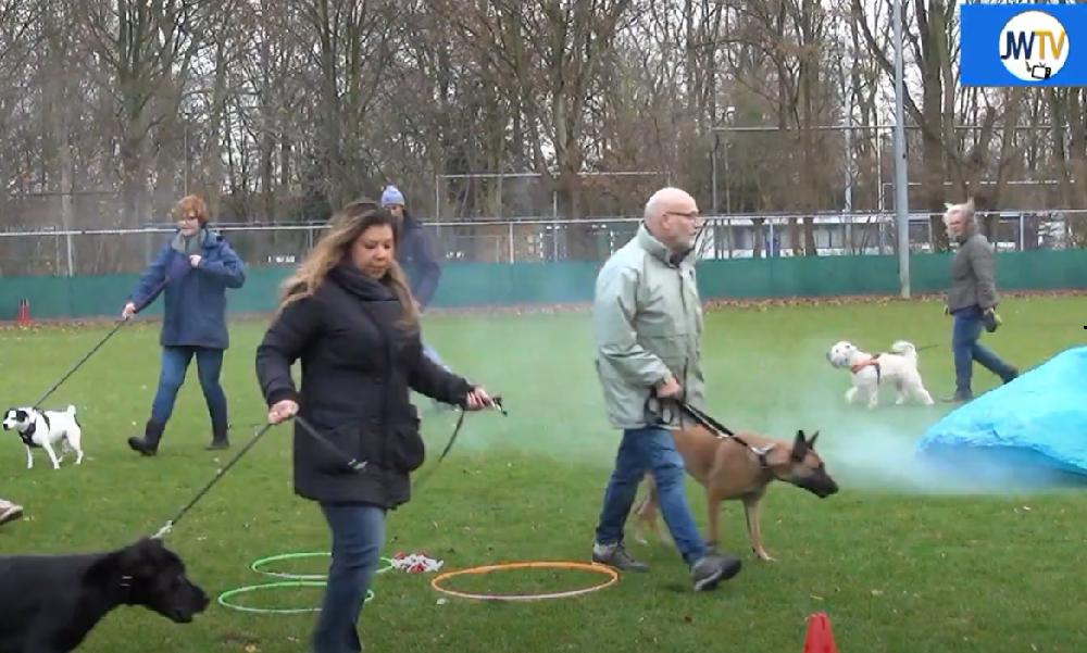 Tips over champagne, oliebollen, vuurwerk en angstige dieren