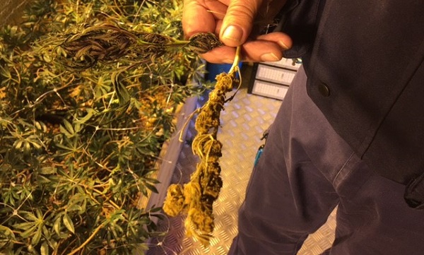 Vondst in Bleiswijk van hennep en tabak; o.a. Schiedammer (62) gearresteerd