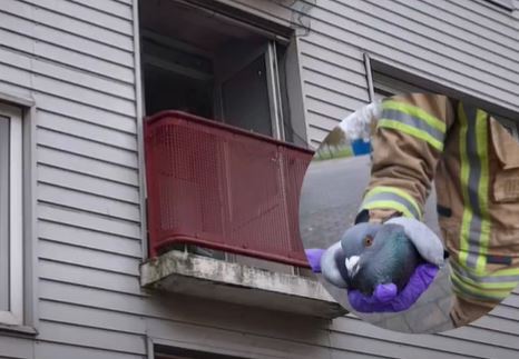 Brandweer redt een in balkonnet verstrikt geraakte vogel