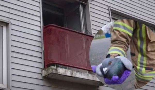 Brandweer redt een in balkonnet verstrikt geraakte vogel