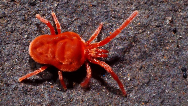 Mijt in koninklijk fluweel