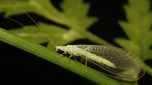 Natuurlijk gecamoufleerd én met nijptang
