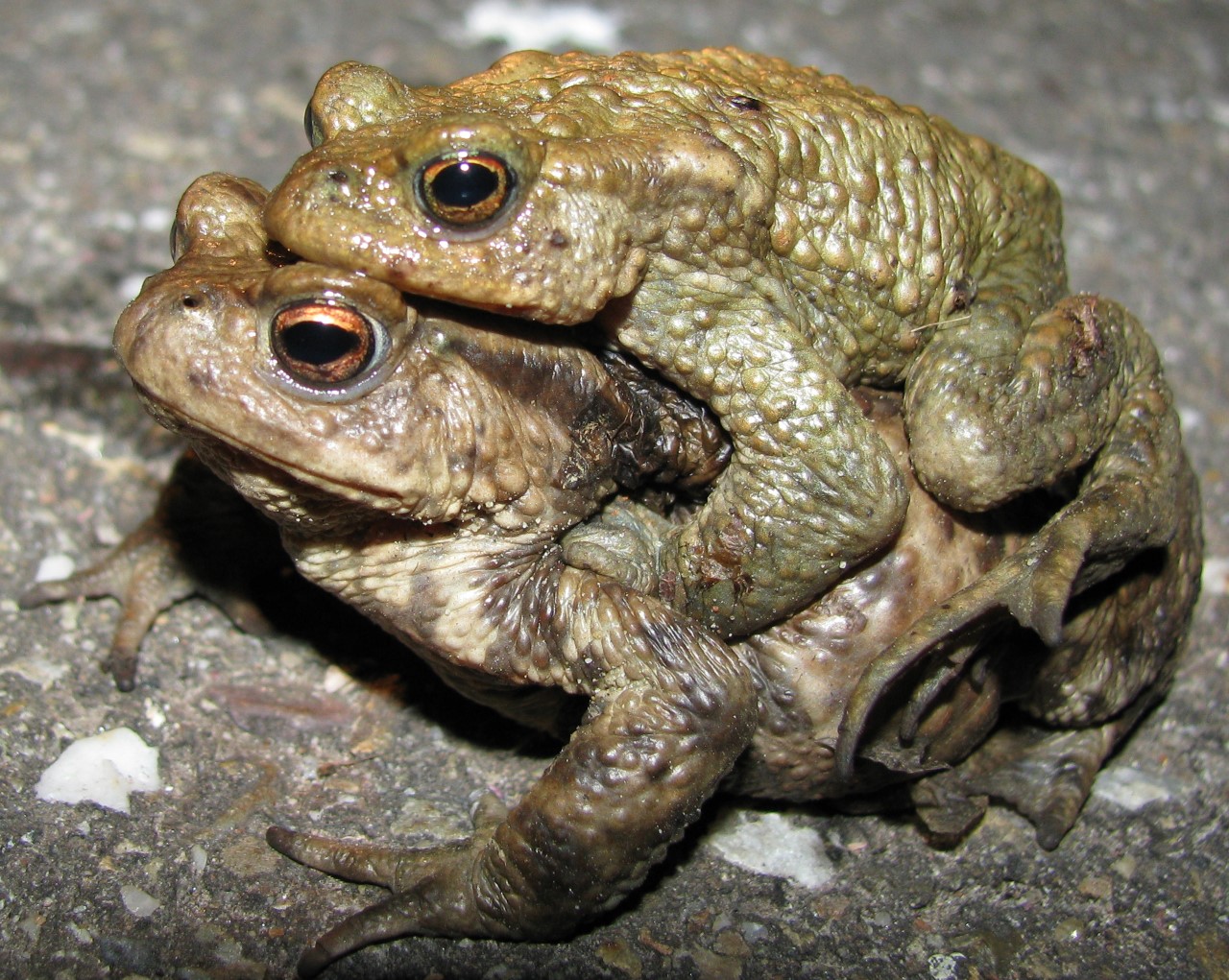 In Delfland e.o. 8.537 amfibieën overgezet en 760 dode exemplaren aangetroffen