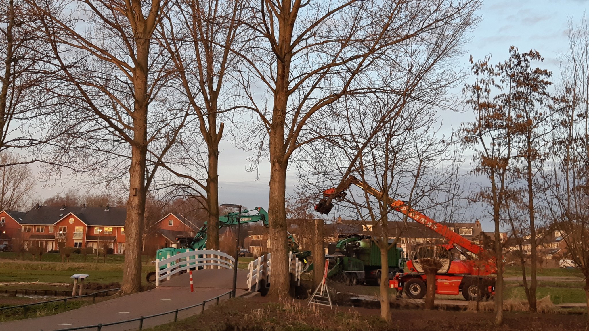 Twee gezichtsbepalende bomen zijn vandaag gesneuveld 