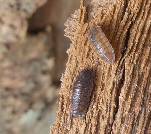 Natuurcafé thema Pissebedden