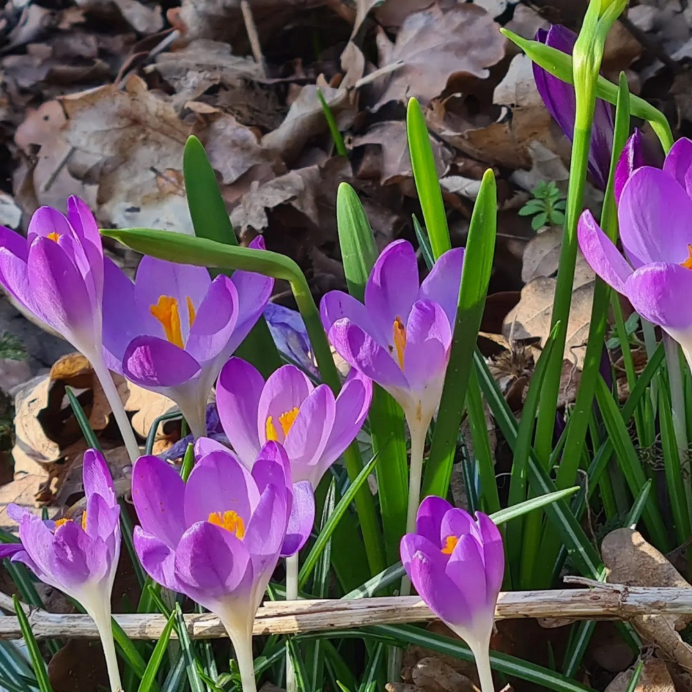 Compliment maken zit niet in onze volksaard, maar wie geef jij er één?