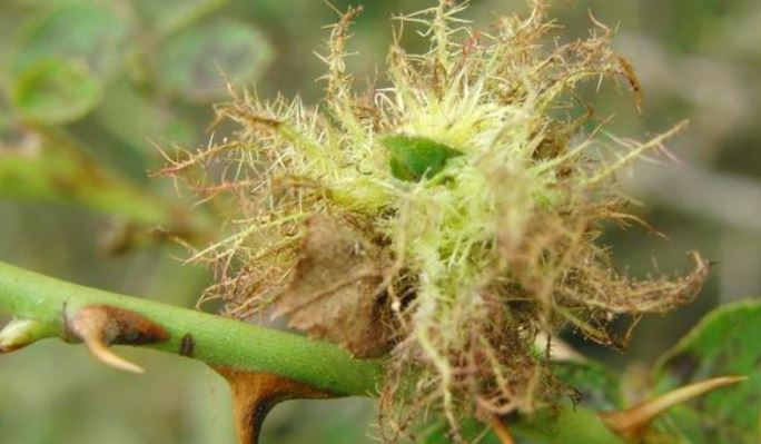 Natuurlijk Delfland houdt Natuurcafé met als thema 'gallen'