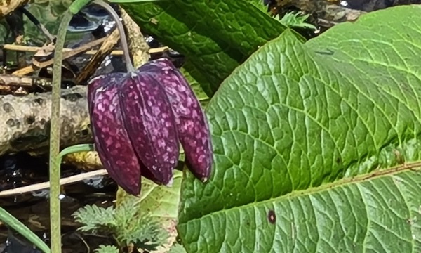 Zeldzame wilde kievitsbloem bloeit in Schiedam