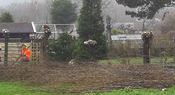 Tijd om de wilgen te knotten