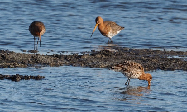 Vier vogelexcursies in Midden-Delfland