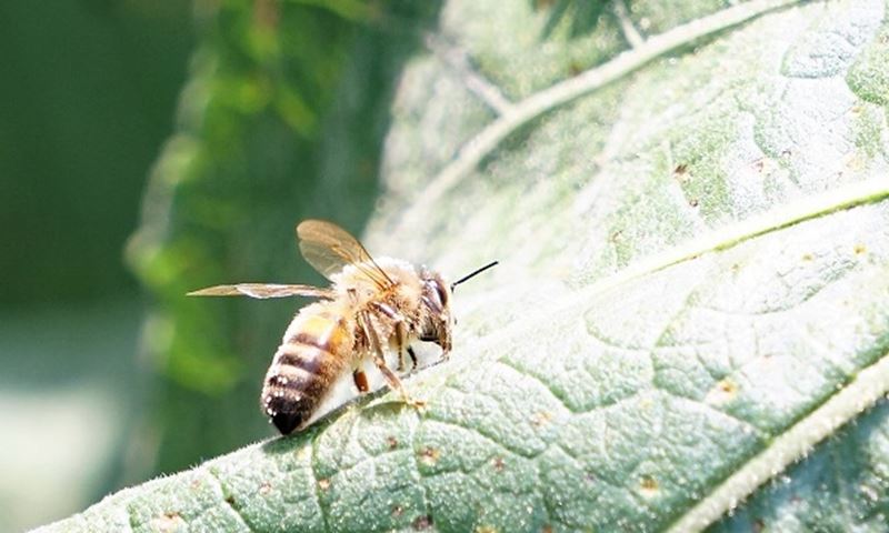 Natuurcafé 'Help de bijen'