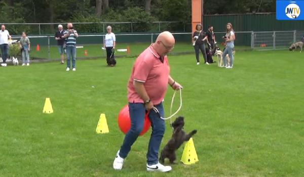 Dogs Training School mag coronasubsidie tóch houden