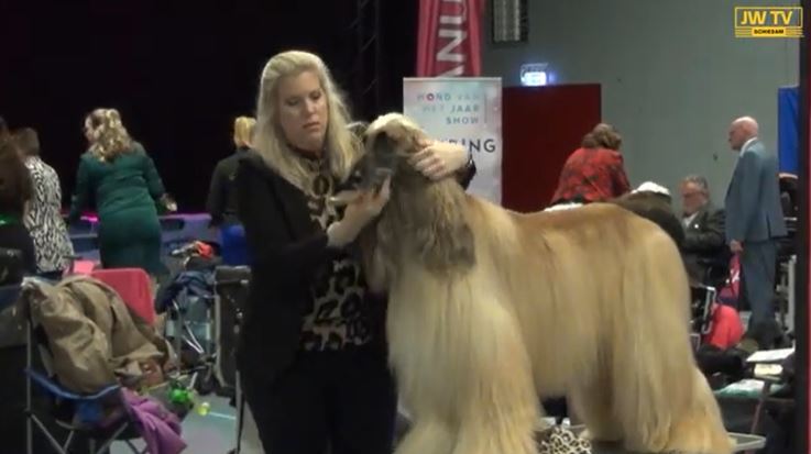 De hond van het jaar show is goed bezocht