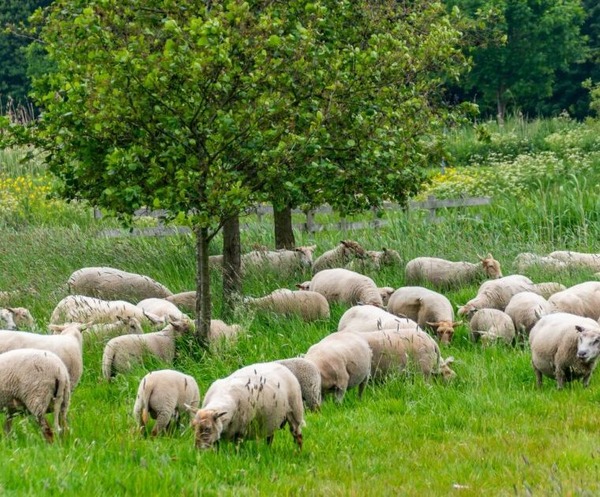Midzomerwandeling met kudde en herder Esther