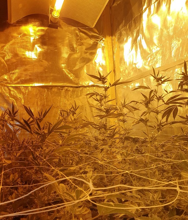 Hennepkwekerij ontmanteld aan de Hoofdstraat 